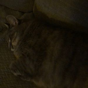 Meet your Posher, Tami